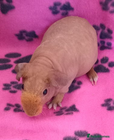 Guinea Pig rodents - Advert 4