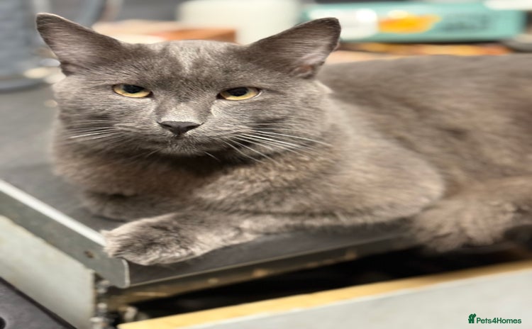 Russian Blue cats Beautiful loki - Advert 5