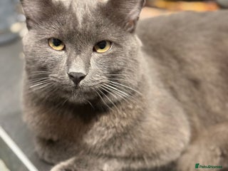 Russian Blue cats Beautiful loki - Advert 16