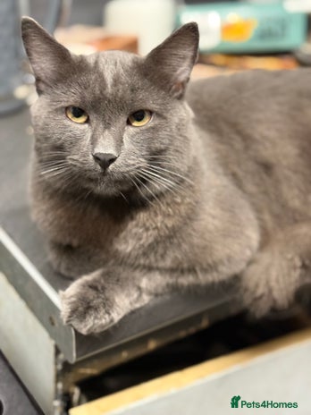 Russian Blue cats Beautiful loki - Advert 5