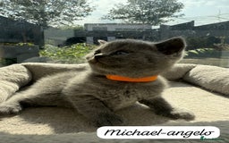 British Shorthair cats for sale: Beautiful Blue British shorthair kittens for sale - Image 19