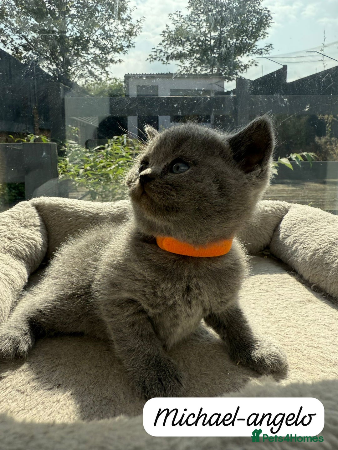 British Shorthair cats for sale: Beautiful Blue British shorthair kittens for sale - Image 19