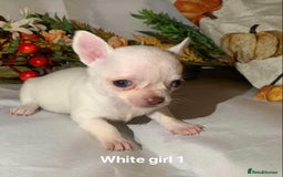 Chihuahua dogs for sale: Tiny chihuahua puppies  - Image 16