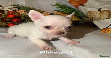 Chihuahua dogs - Advert 3