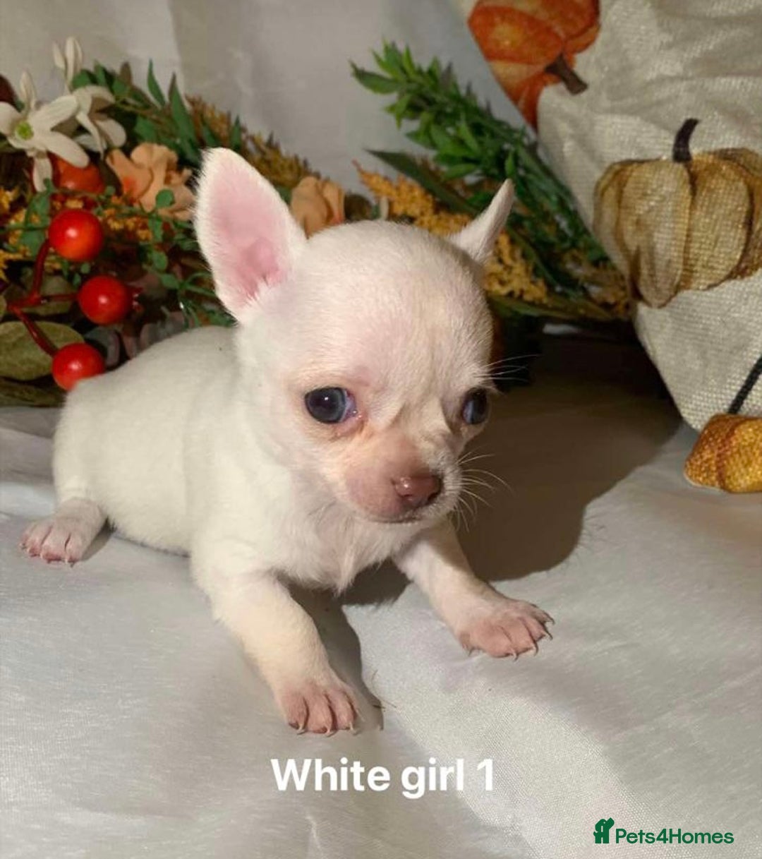 Chihuahua dogs for sale: Tiny chihuahua puppies  - Image 16