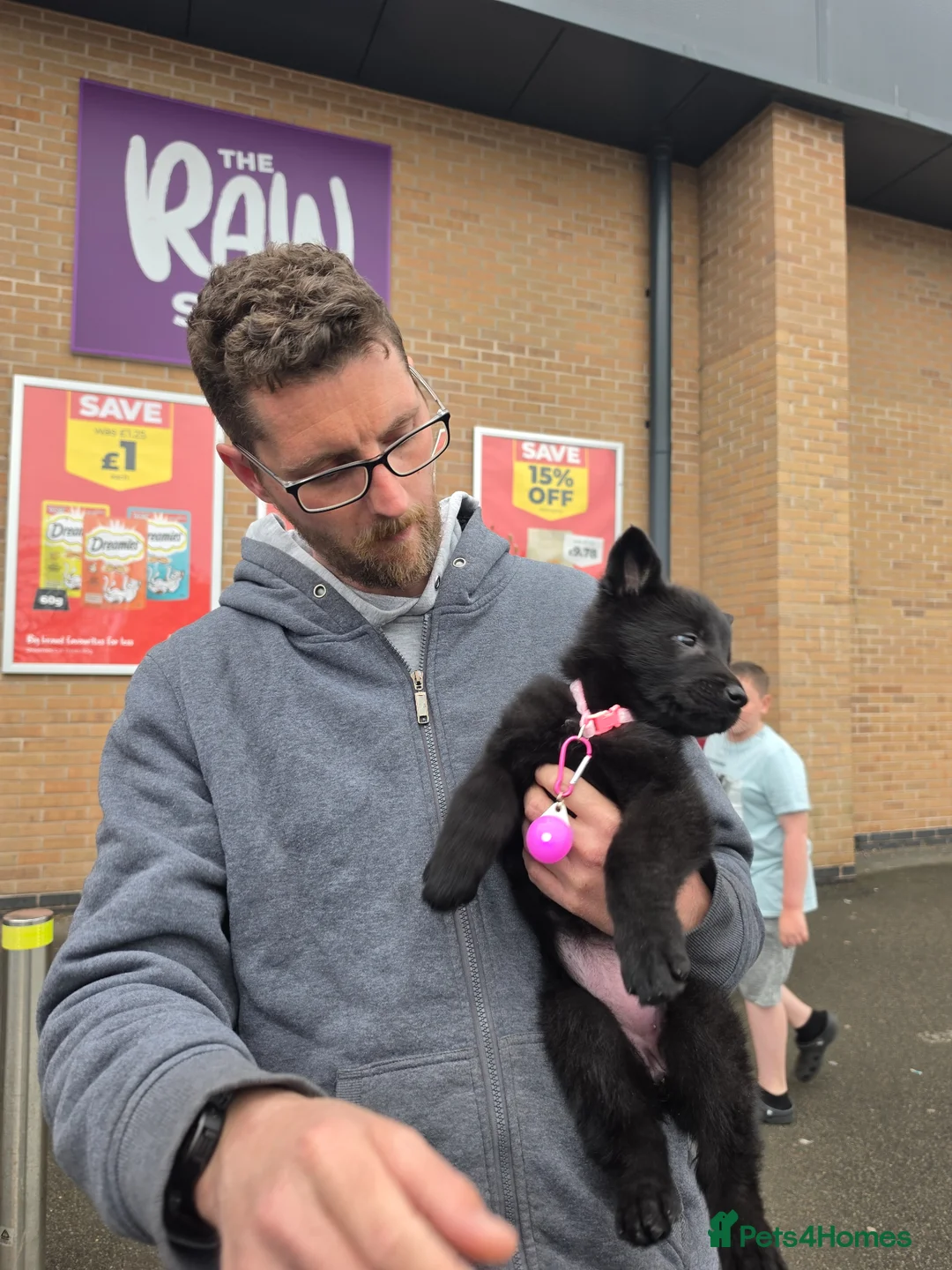 German Shepherd dogs for sale: Black German shepherd  - Advert 2