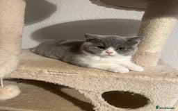 British Shorthair cats for sale: Adorable baby cats - Advert 2