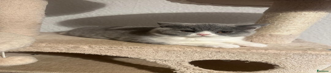 British Shorthair Kitten 1