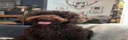 Cockapoo dogs for sale: Stunning Chocolate Show Cockapoo pups - Advert 24