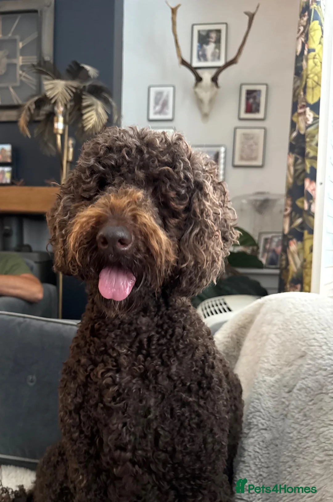 Cockapoo dogs for sale: Stunning Chocolate Show Cockapoo pups - Advert 24