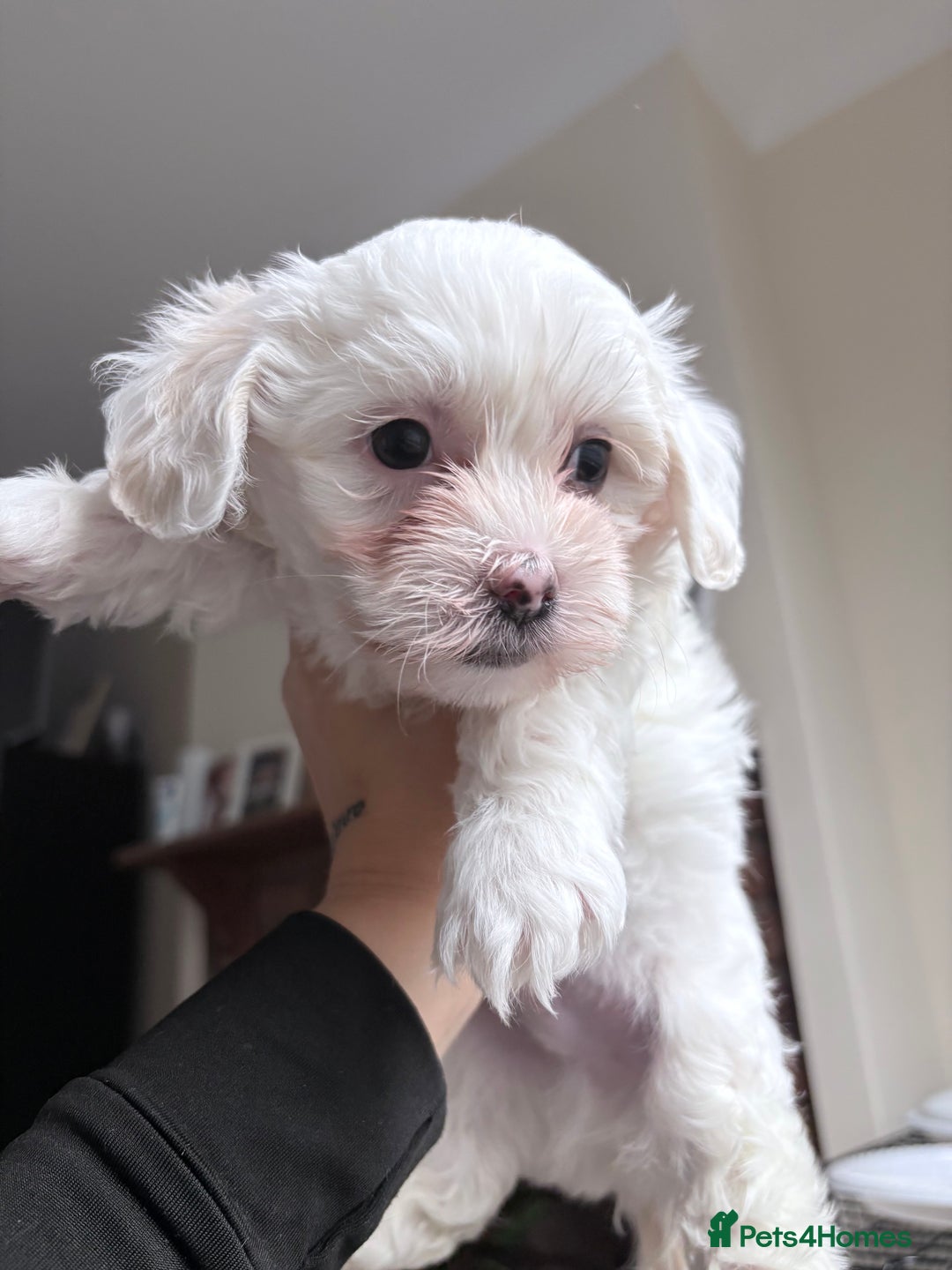 Bichon Frise dogs for sale: Bichon Frise Puppies for Sale 🐶 - Advert 5