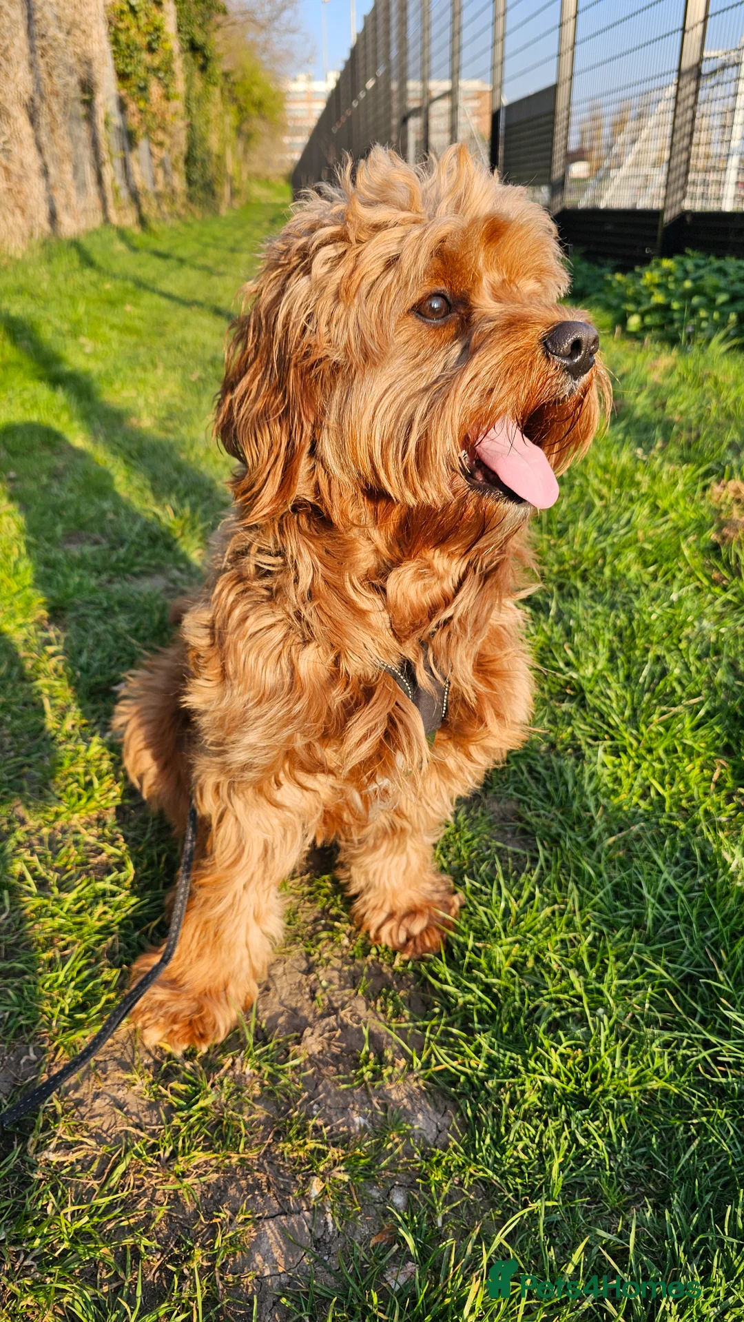 Cavapoo dogs for stud: Cavapoo boy for stud in Portsmouth - Advert 14