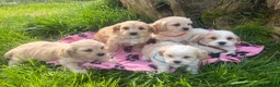 Cavachon dogs for sale: Cavachon puppies  - Advert 29