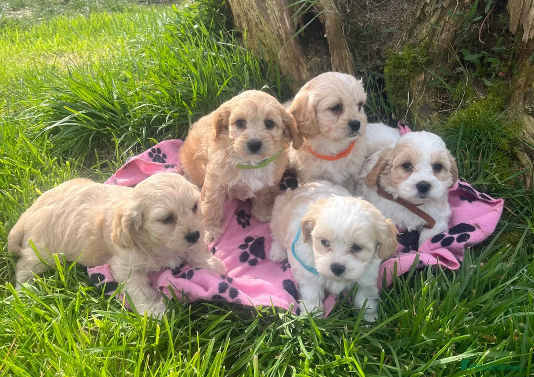 Cavachon dogs for sale: Cavachon puppies  - Advert 29