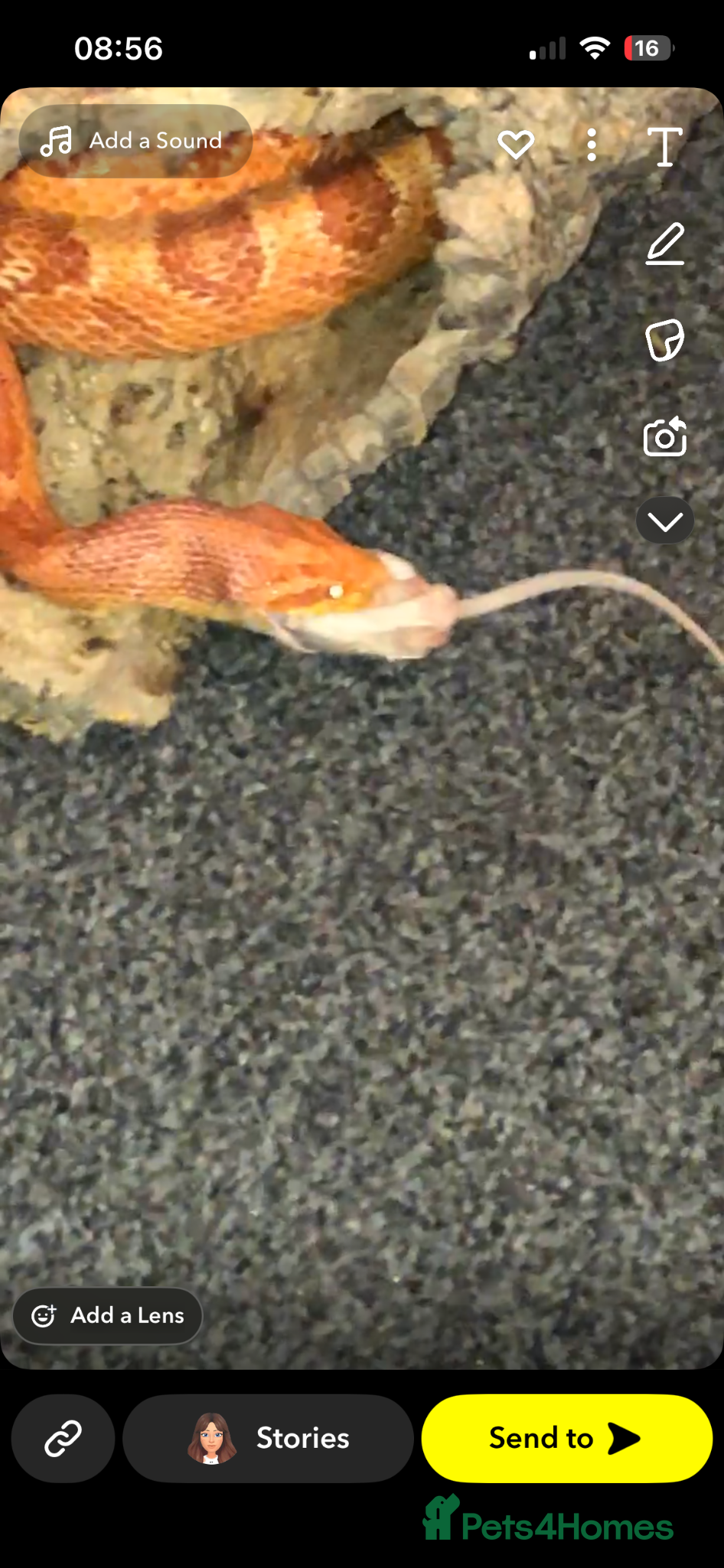 Corn Snake reptiles Corn snake unsure on the sex  - Advert 1