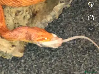 Corn Snake reptiles Corn snake unsure on the sex - Advert 1