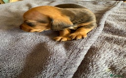 Dachshund dogs for sale: Dachshund puppies looking for new family  - Image 7