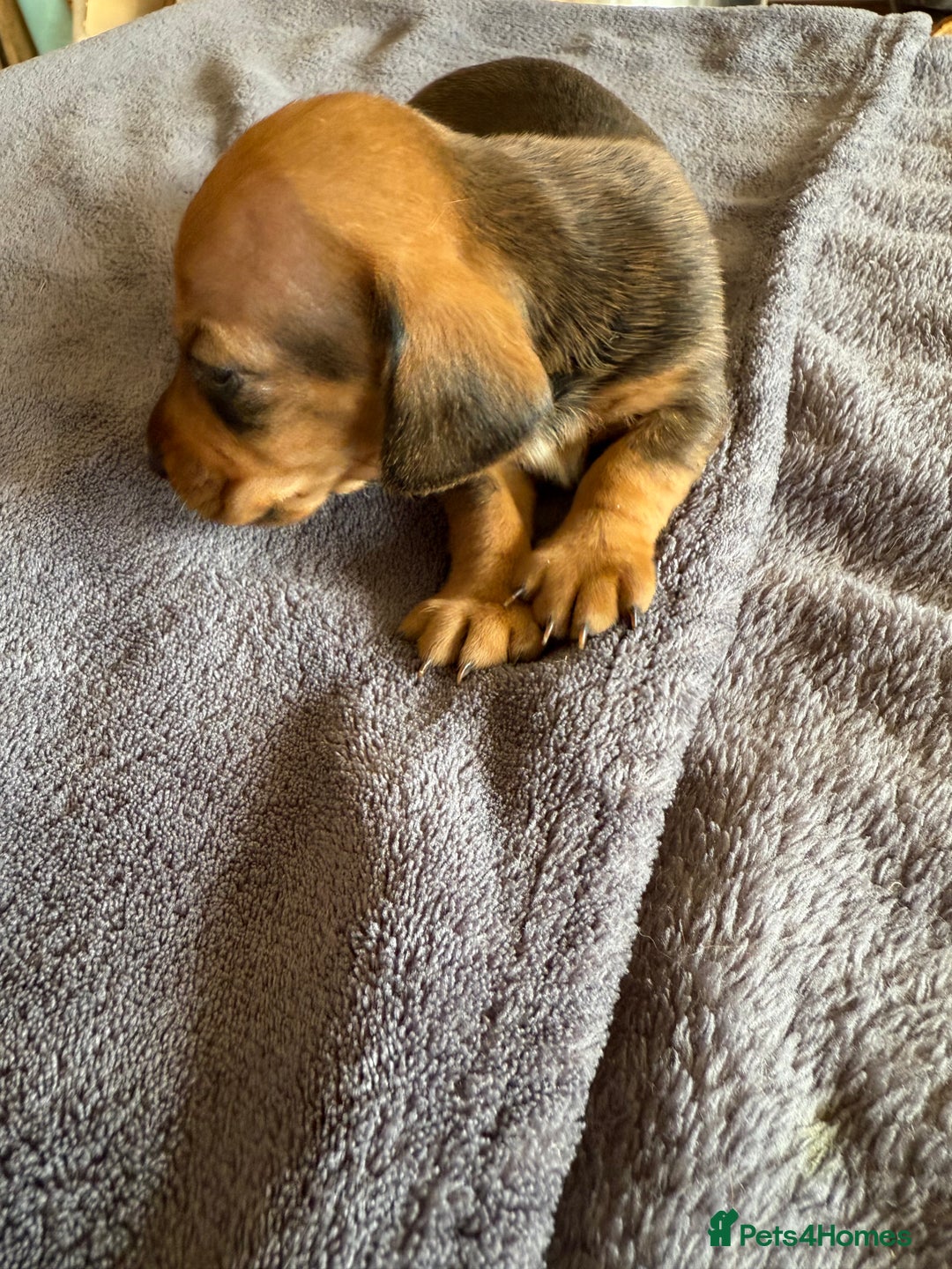 Dachshund dogs for sale: Dachshund puppies looking for new family  - Image 7