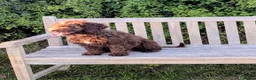 Spanish Water Dog dogs for sale: Spanish water dog - Advert 3