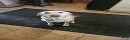 Labrador Retriever dogs for sale: Gorgeous baby Labradors  - Advert 1