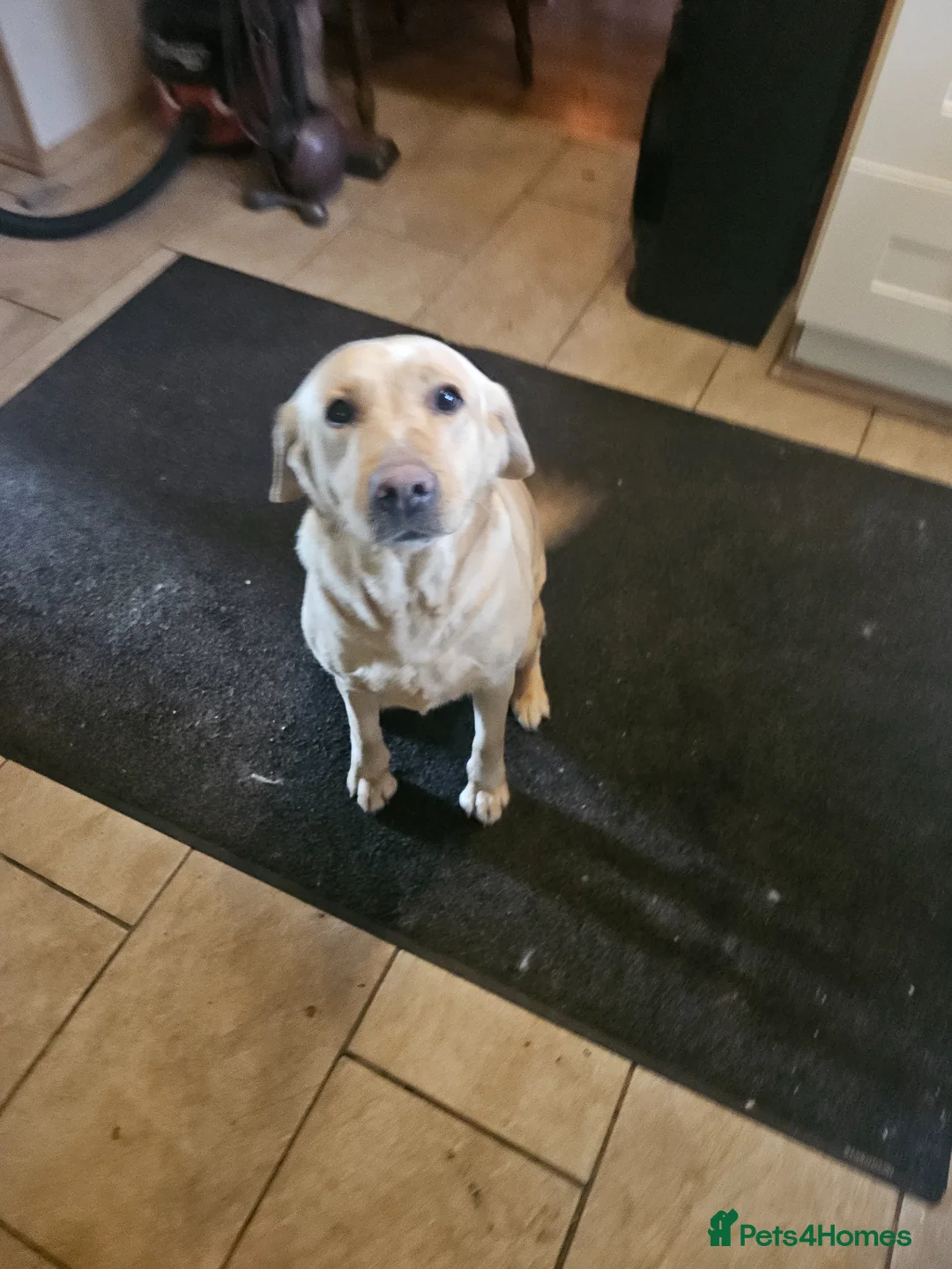 Labrador Retriever dogs for sale: Gorgeous baby Labradors  - Advert 1