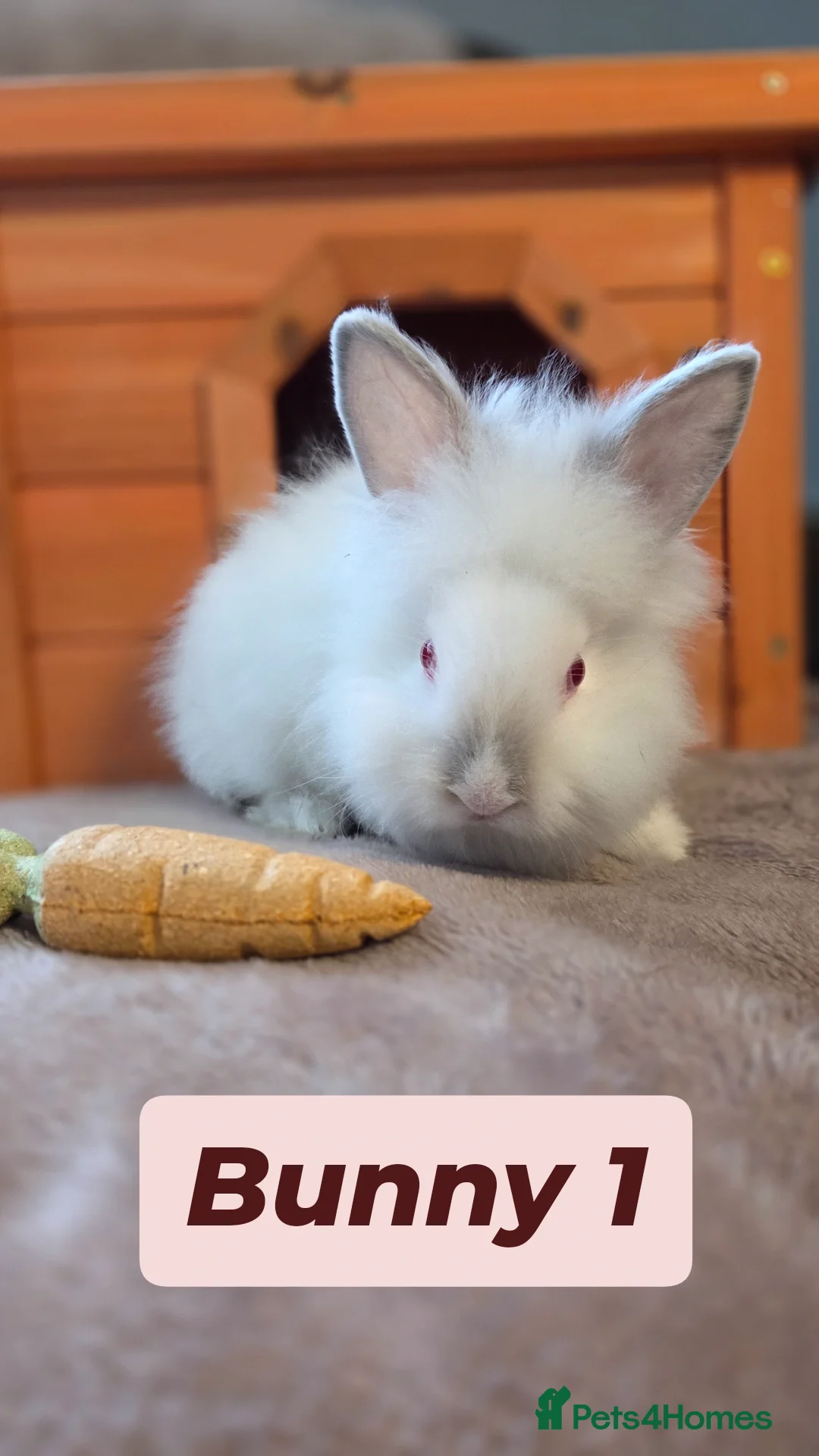 Mini Lion Lop rabbits Mini Lion Lop Baby Bunnies -Ready for Loving Homes - Advert 1