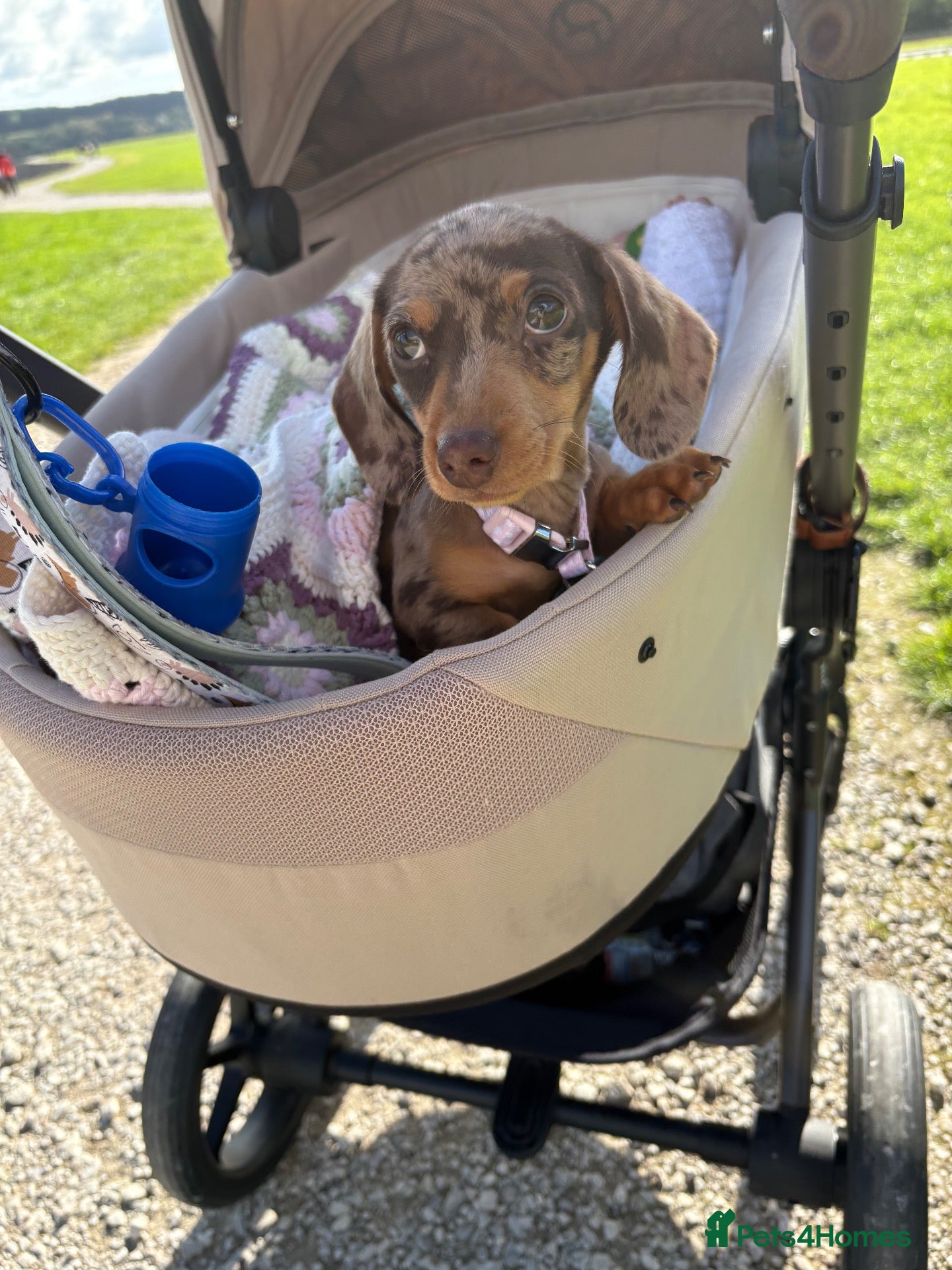 Dachshund dogs for sale: Female dachshund - Advert 14
