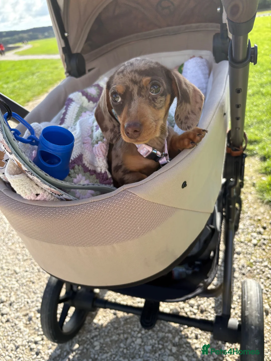 Dachshund dogs for sale: Female dachshund - Advert 2