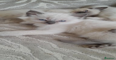 Ragdoll cats - Advert 11