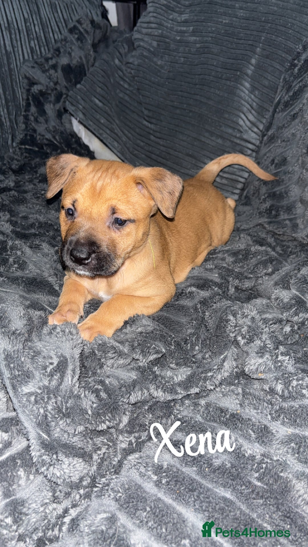 Mixed Breed dogs for sale: Puppies for sale  - Advert 14