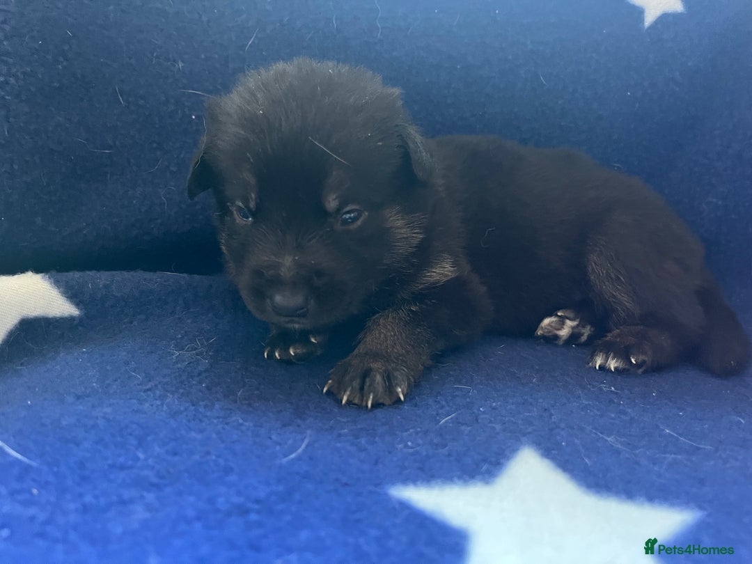Mixed Breed dogs for sale: belgian malinois mix cross German shepherd  - Advert 6
