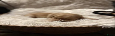 Puppy 6