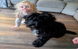 Cockapoo dogs for sale: Cockapoo male 8 months old - Advert 7