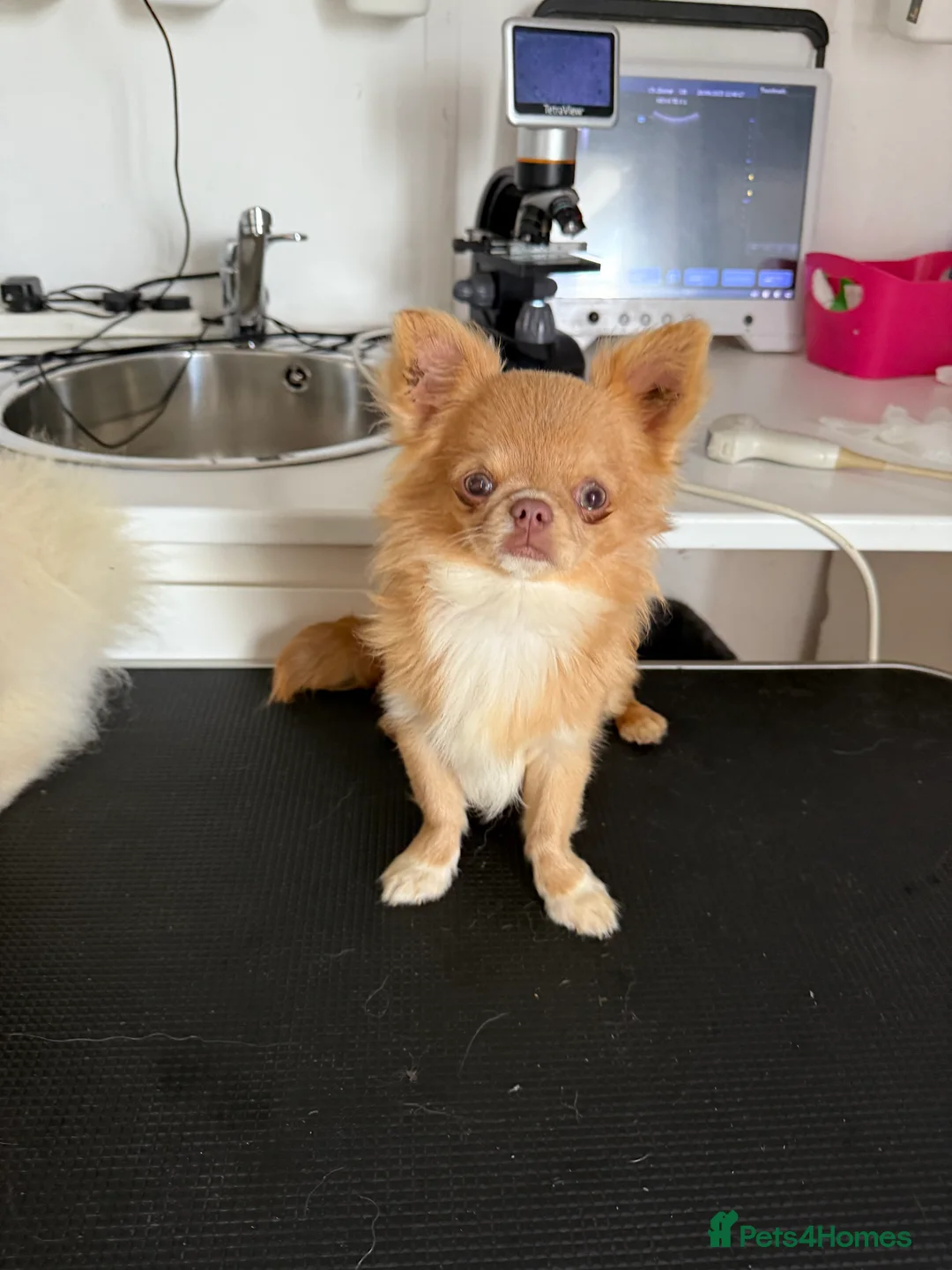 Chihuahua dogs for stud: incredible lilac fawn stud boy in Doncaster - Advert 2