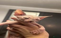 Sphynx cats for sale: Litter of 5 gorgeous baby’s  - Image 8