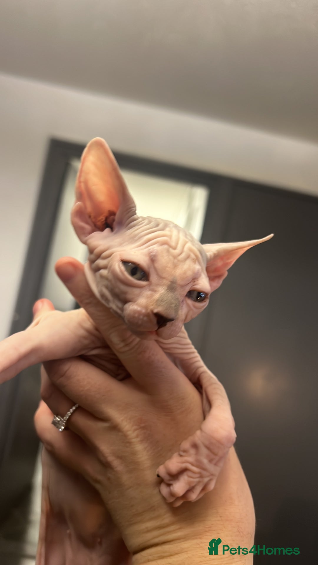 Sphynx cats for sale: Litter of 5 gorgeous baby’s  - Image 8