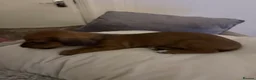 Dachshund dogs for sale: Dachshund puppies  - Advert 10