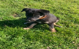Mixed Breed dogs for sale: Collie x Huntaway - Image 14