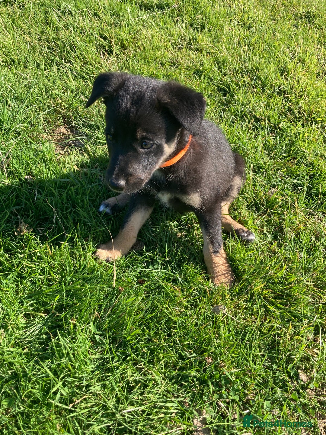 Mixed Breed dogs for sale: Collie x Huntaway - Image 14