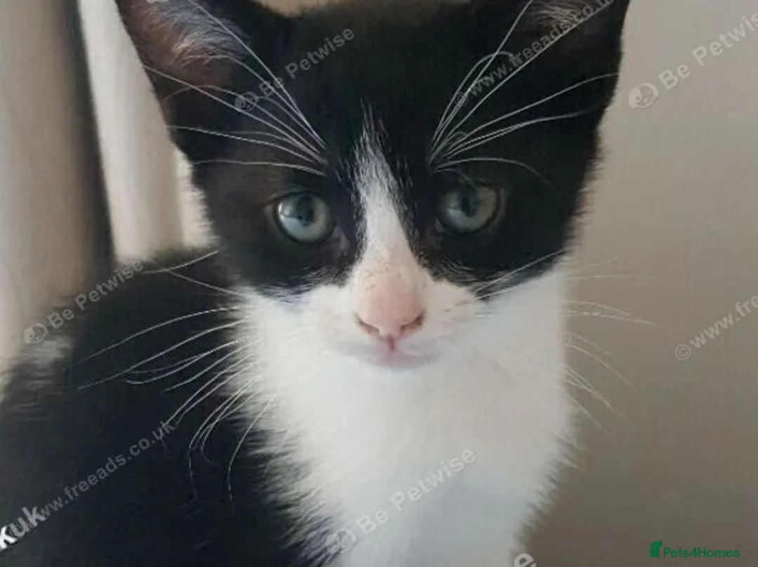 Mixed Breed cats for sale: Sweet male kitten looking for a loving home. - Advert 2