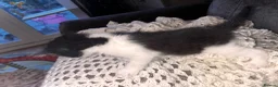 Norwegian Forest Cat cats for sale: Norwegian forest cats  - Advert 12
