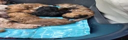 Zuchon dogs for sale: Zuchon pups - Advert 14
