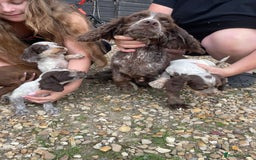 Cocker Spaniel dogs for sale: Cocker spaniel puppys - Image 20