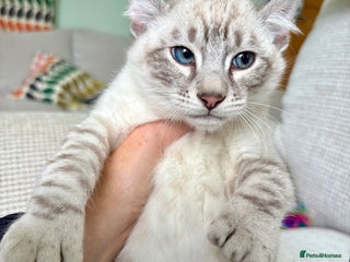 Keetso cats - Advert 1