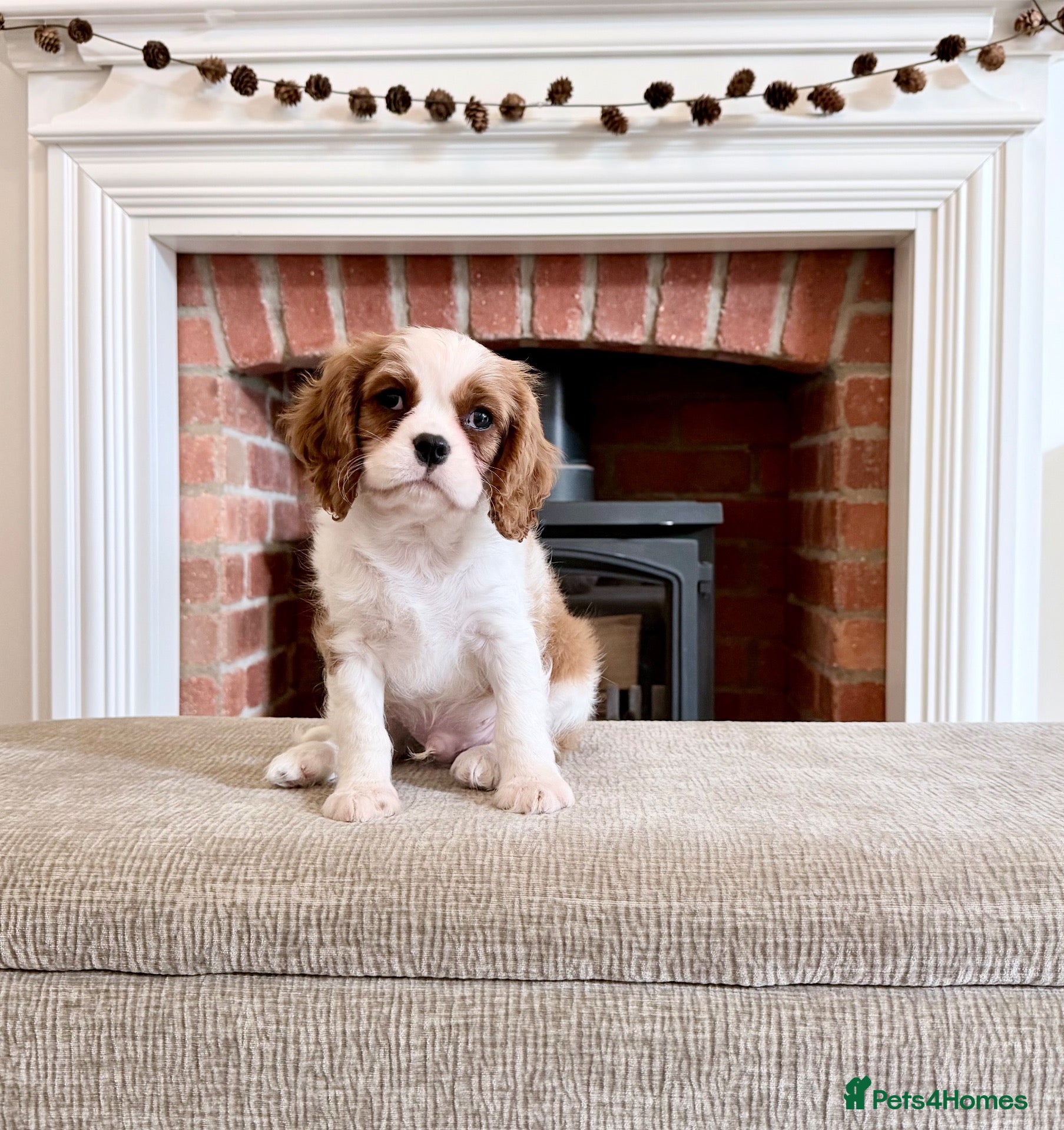 Cavalier King Charles Spaniel dogs Ready now, KC Cavalier King Charles Spaniel MALE.  - Advert 2