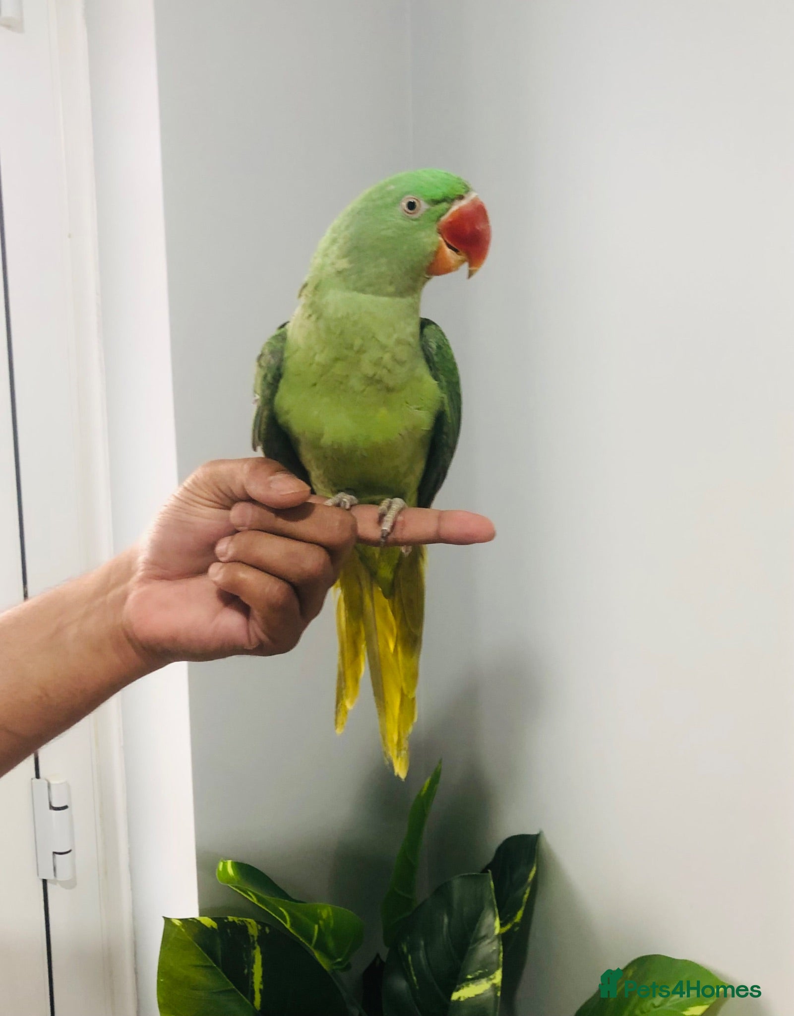 Parrots birds Beautiful hand tamed parrots for sale  - Advert 2