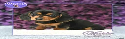 Miniature Dachshund dogs for sale: Mini Dachshund Boy – Mario - Family Raised - Advert 1