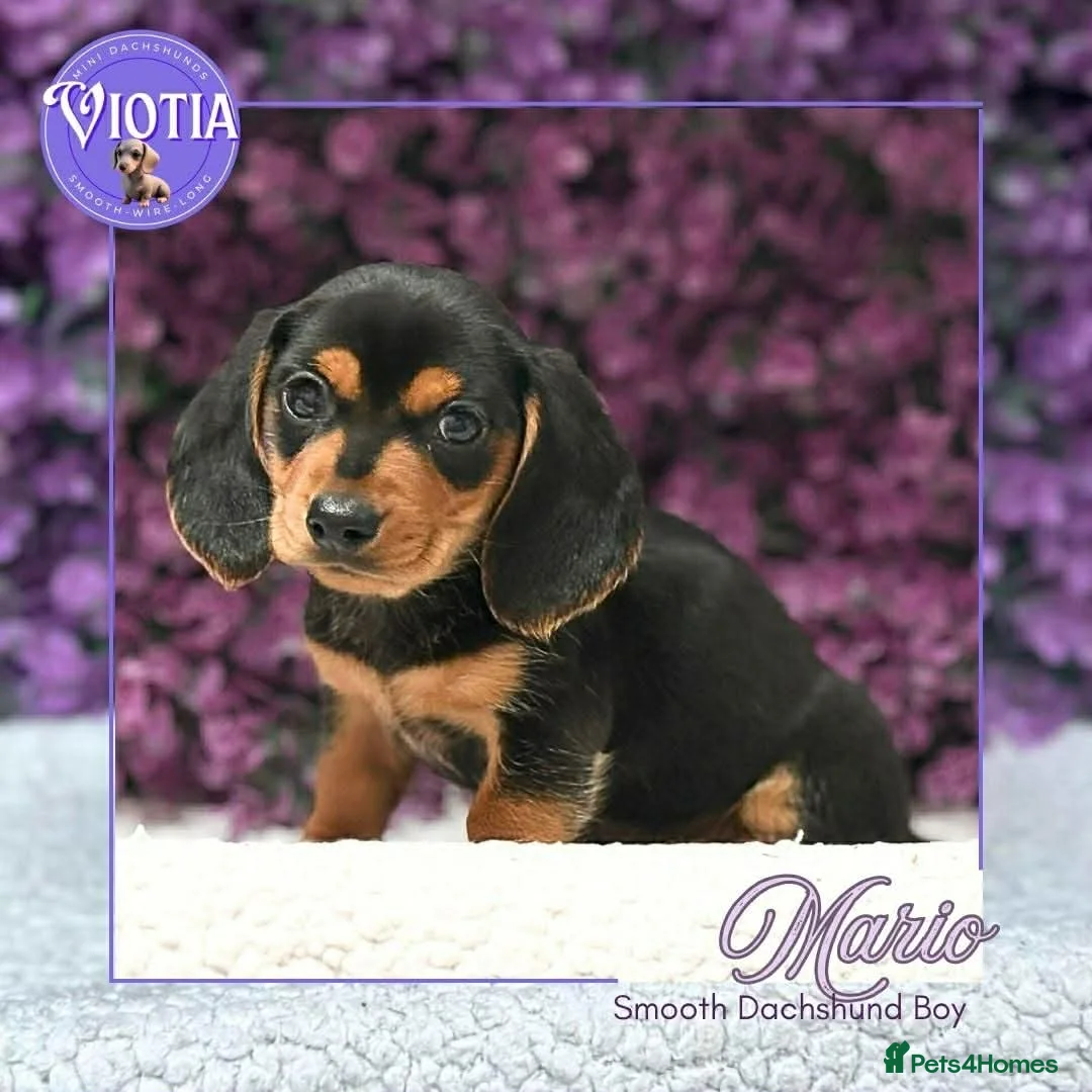 Miniature Dachshund dogs for sale: Mini Dachshund Boy – Mario - Family Raised - Advert 1