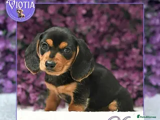 Miniature Dachshund dogs Mini Dachshund Boy – Mario - Family Raised - Advert 7