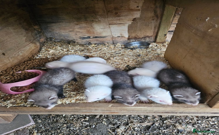 Ferret rodents - Advert 1